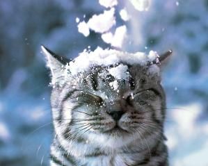 Top 3 Tips to Help Your Cat Exercise in Winter
