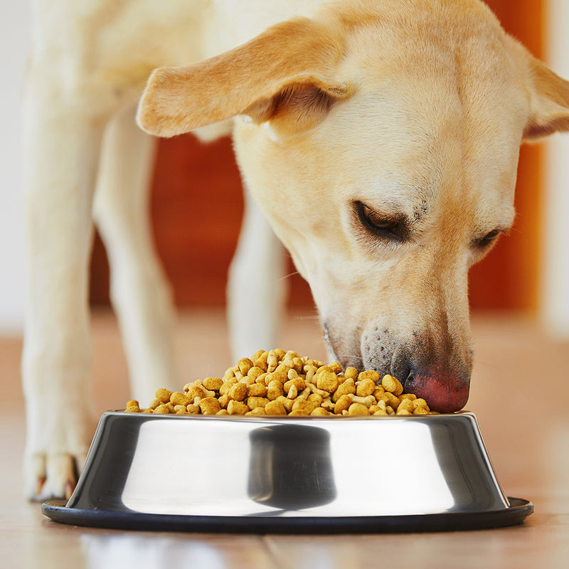 8oz. Stainless Steel Dog Bowl