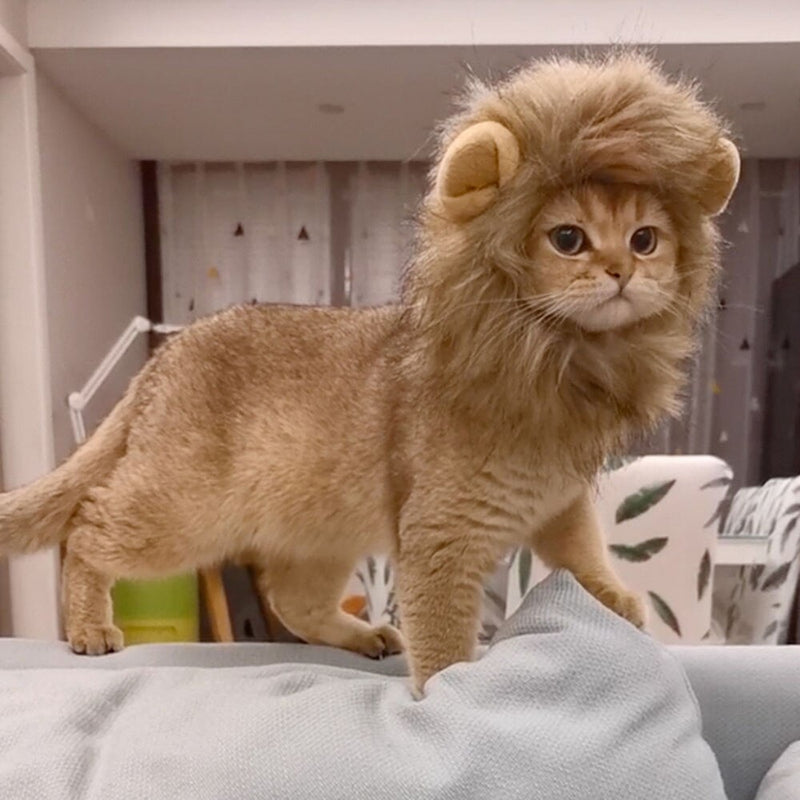 Orange tabby cat wearing the Cat Lion Costume