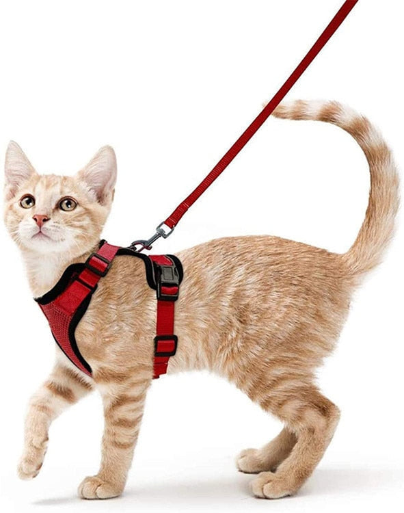 Ello Cat Harness